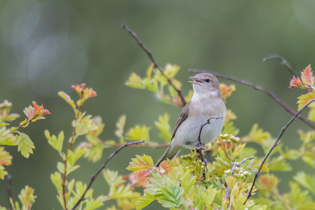 Garden Warbler, close-up portrait, song