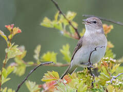 Garden Warbler