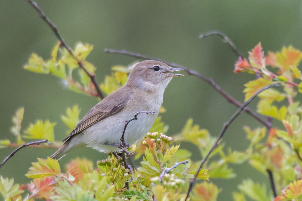 Fauvette des jardins, identification, chant