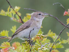 Garden Warbler