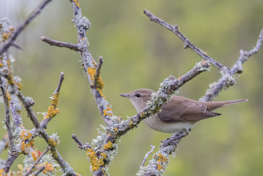 Garden Warbler, habitat