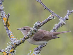 Garden Warbler