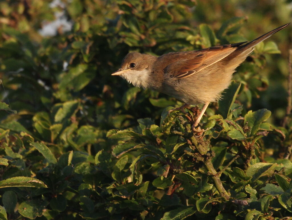 Fauvette grisette