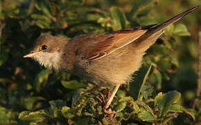 Common Whitethroat