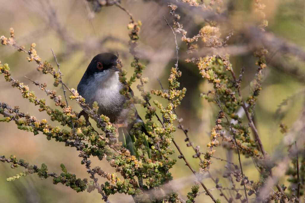 Sardinian Warbler