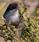 Sardinian Warbler