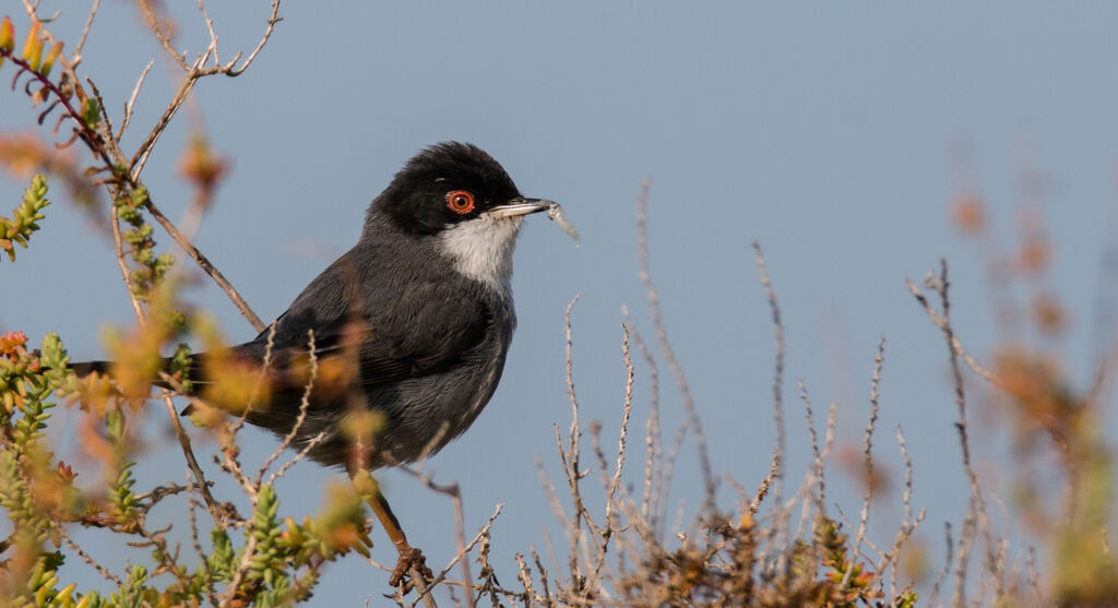 Sardinian Warbler