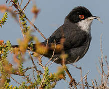 Sardinian Warbler