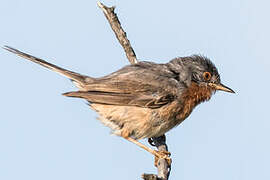 Subalpine Warbler