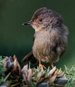 Dartford Warbler