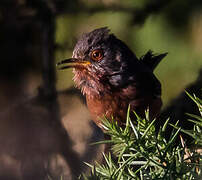 Dartford Warbler