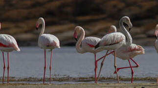 Flamant rose