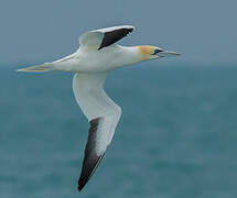 Northern Gannet