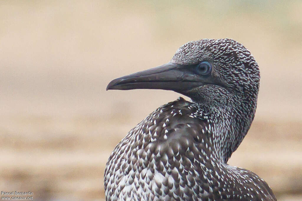 Northern Gannetjuvenile, close-up portrait