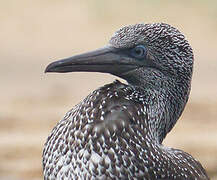 Northern Gannet