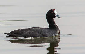 Red-knobbed Coot