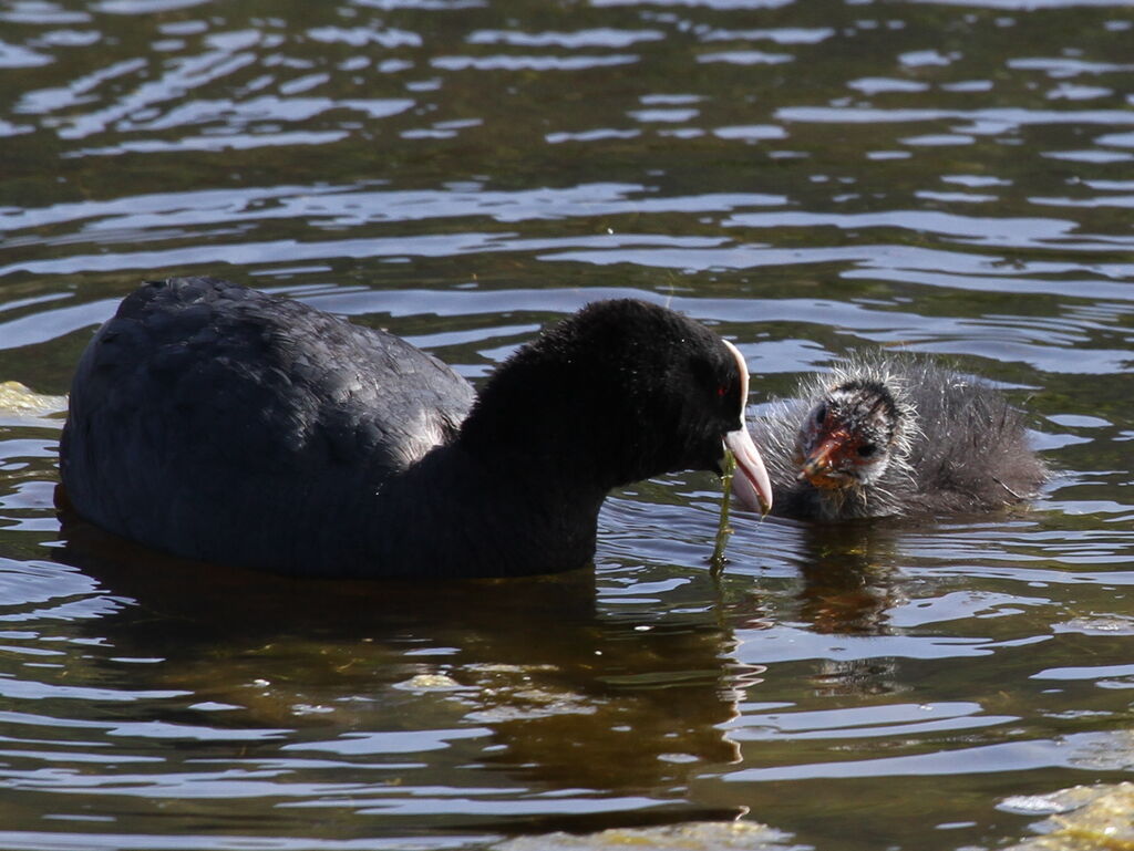 Eurasian Coot