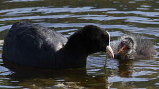 Eurasian Coot