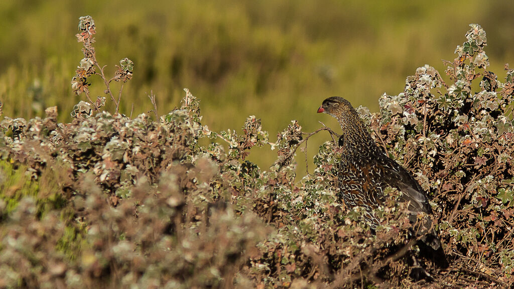 Chestnut-naped Francolin