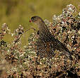 Francolin à cou roux