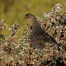 Francolin à cou roux
