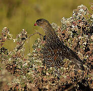 Chestnut-naped Spurfowl