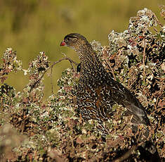 Francolin à cou roux