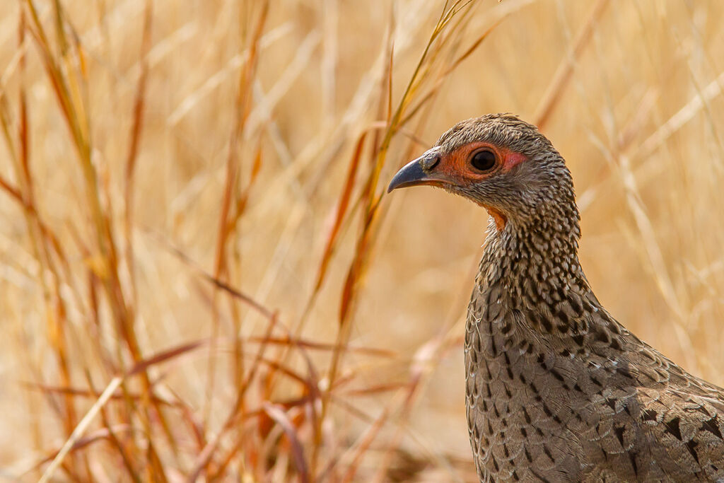 Swainson's Spurfowl