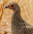 Francolin de Swainson