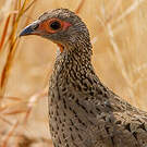 Francolin de Swainson