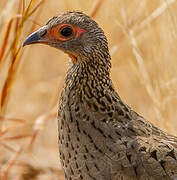 Swainson's Spurfowl