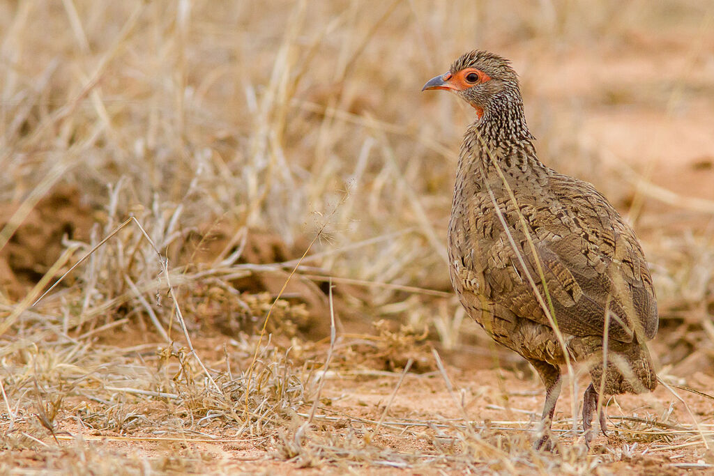 Francolin de Swainson