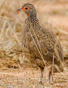 Francolin de Swainson