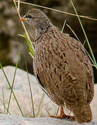 Natal Spurfowl