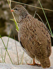 Francolin du Natal