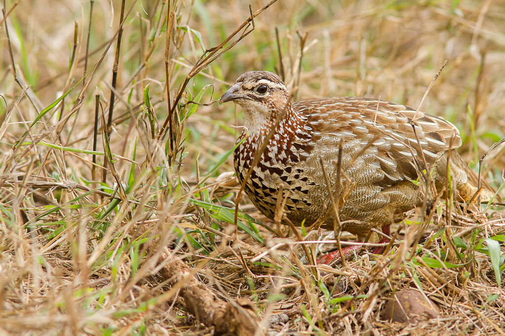 Francolin huppé