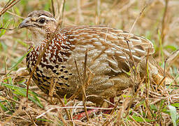 Crested Francolin