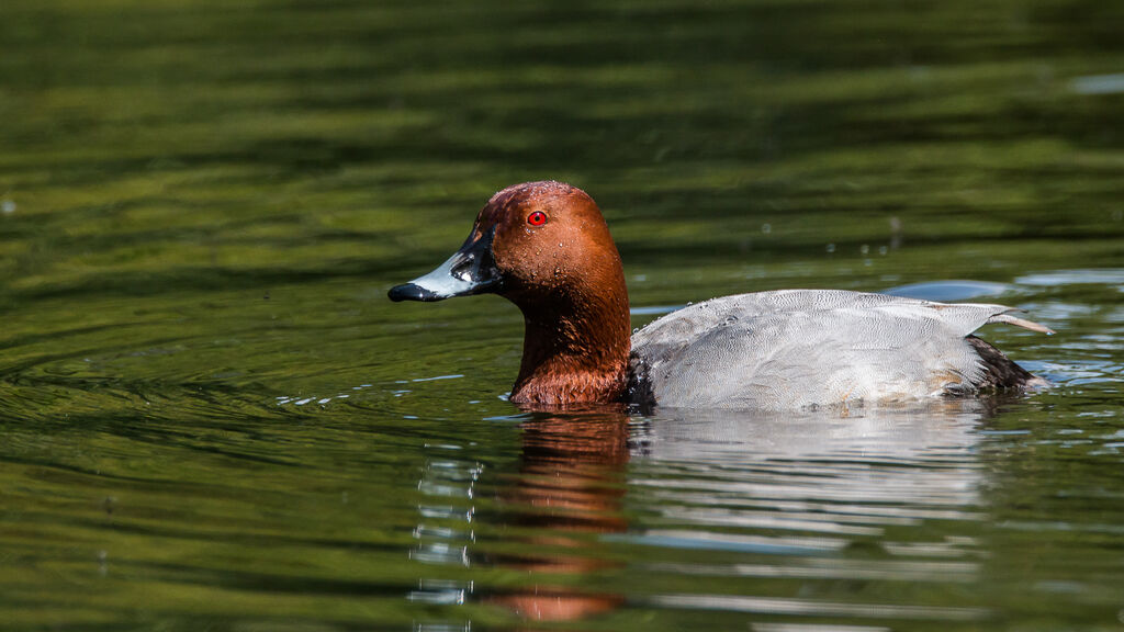 Common Pochard male adult