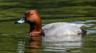 Common Pochard