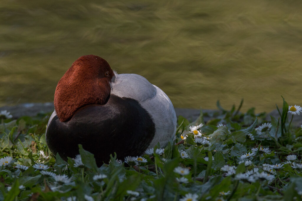 Common Pochard male adult