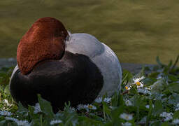 Common Pochard