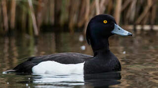 Tufted Duck