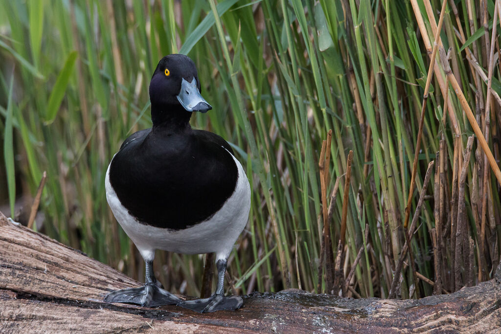 Tufted Duck male adult