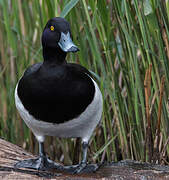 Tufted Duck