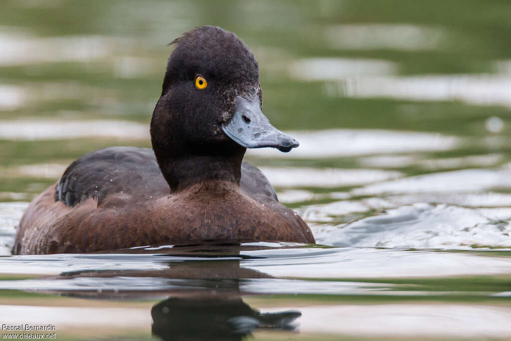 Tufted Duck female adult, close-up portrait