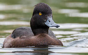 Tufted Duck