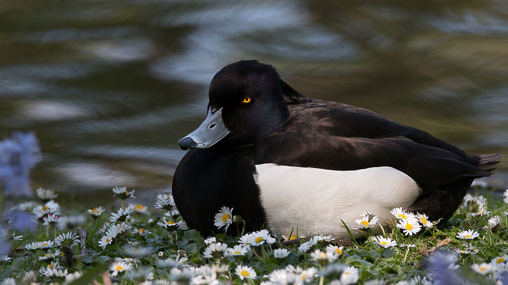 Tufted Duck male adult