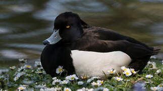 Tufted Duck