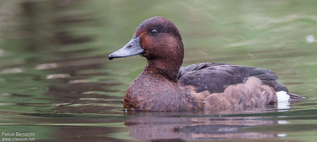 Ferruginous Duck female adult breeding, close-up portrait