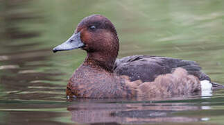 Ferruginous Duck